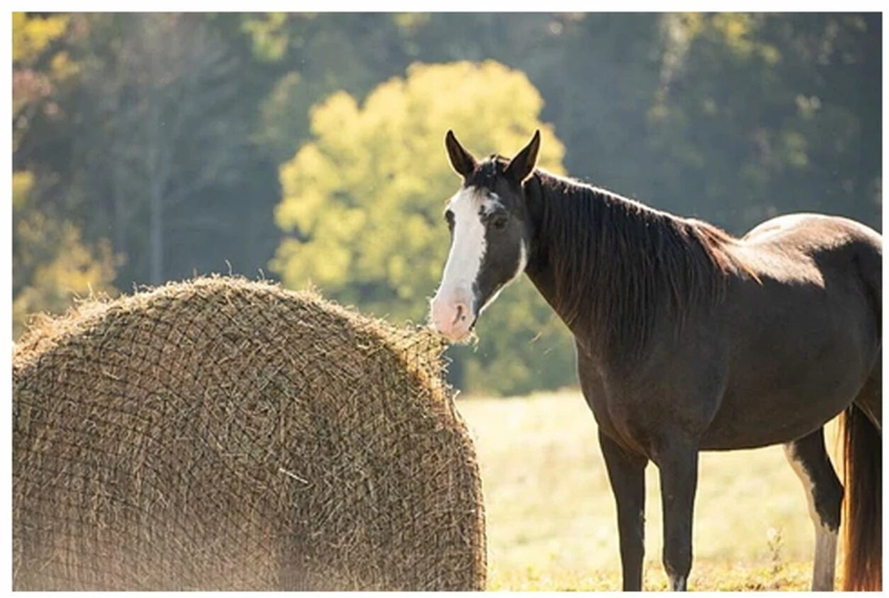 Texas HayNet Round Bale Slow Feed Hay Net - Image 2