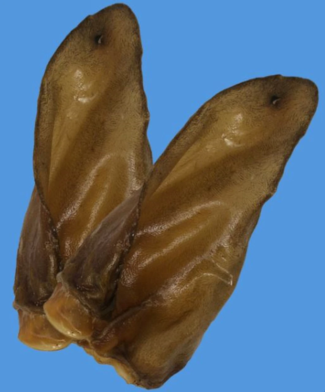 Honey I'm Home Crunchy Ears 10 PK - Image 3