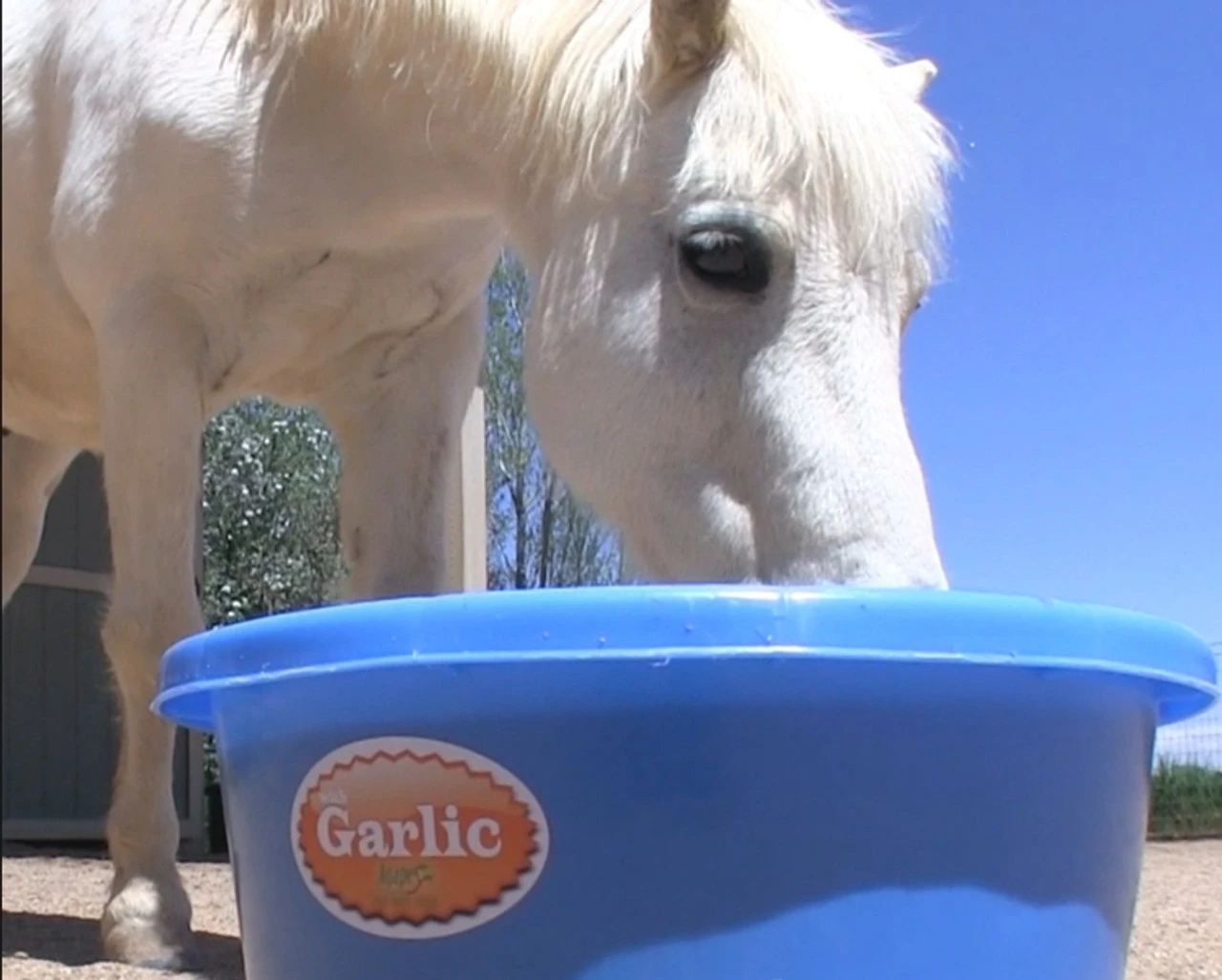 Equilix With Garlic - 125LB Tub