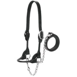 Weaver Leather - Dairy Beef Rounded Show Halter, Black, Large